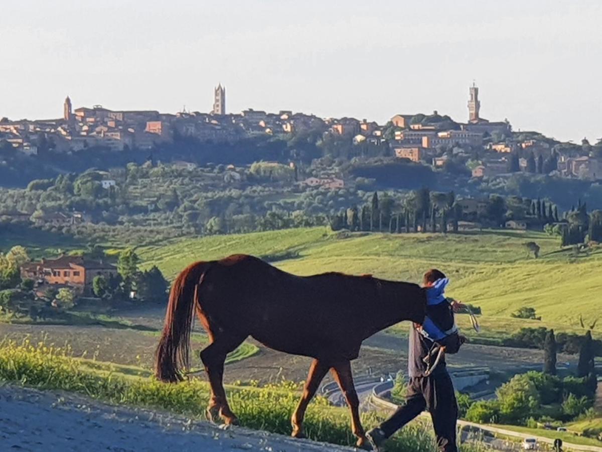 Dago Siena